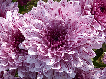 chrysanthemums, pink, pretty, graphy, , close-up, nature flowers, cool, macro HD wallpaper