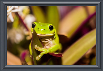 CUTE FROG, NATURE, FROG, CUTE HD wallpaper