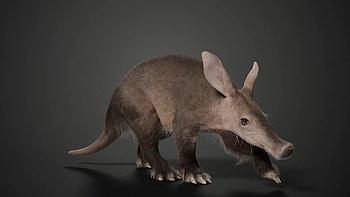 Aardvark, Artstation, Creative, Design HD wallpaper