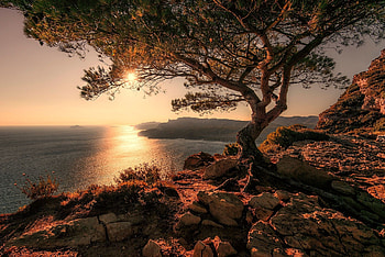 Cypress Tree, Nature graphy, Scenery, Beautiful HD wallpaper