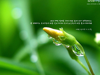 green , water, green, flower HD wallpaper