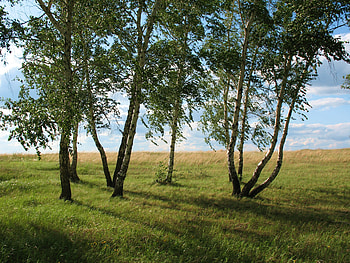 Landscape, Nature, Grass, Summer, Greens, Field, Polyana, Glade, Meadow, Kazakhstan, July HD wallpaper