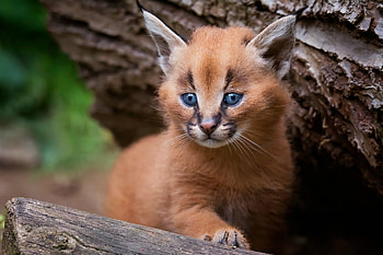 Baby Lynx, Baby, Lynx, Animal, paw HD wallpaper