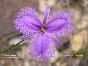 SOFT PURPLE FLOWER, plant, pretty, flower, purpl HD wallpaper