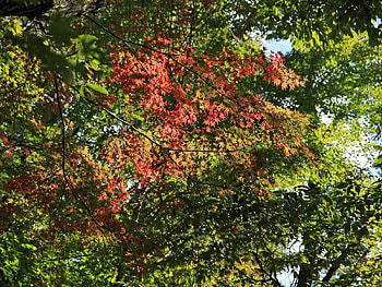 Nature, Autumn, Leaves, Branches HD wallpaper