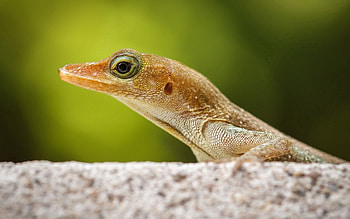 Animals, Nature, Macro, Lizard, Pangolin HD wallpaper