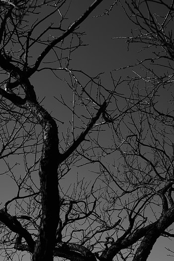 Dark, Wood, Tree, Branches, Bw, Chb HD phone wallpaper