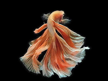 Betta display, fish, display, tale, male HD wallpaper