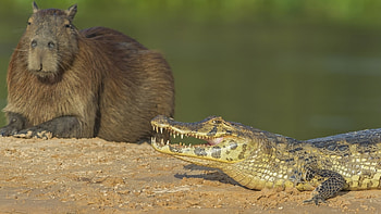 Crocodile, Capybaras HD wallpaper