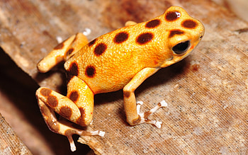 Strawberry Poison Dart Frog, poison dart, frog, strawberry, reptile, animal HD wallpaper