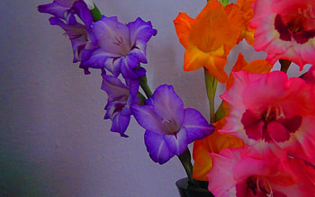 GLADIOLUS, PETALS, LEAVES, COLORS, STEM HD wallpaper