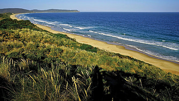 Nature, Trees, Sea, Sand, Shore, Bank, Foam HD wallpaper