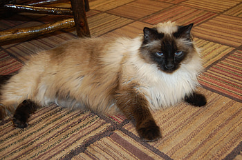 Cleveland OH, Mocho for adoption, Pet meet, Balinese cat HD wallpaper