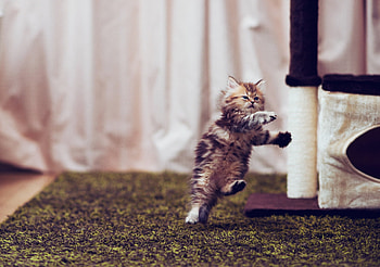 Animals, Kitty, Kitten, Playful, Room, Run, Carpet, Running HD wallpaper