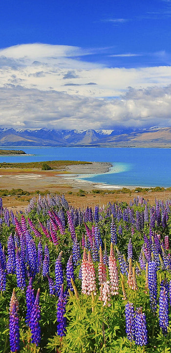 lake, New Zealand, flower, nature, landscape HD phone wallpaper