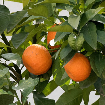 Bitterorange citrus x aurantium, Pflanzenportrait, Citrus species, Bitter orange HD phone wallpaper