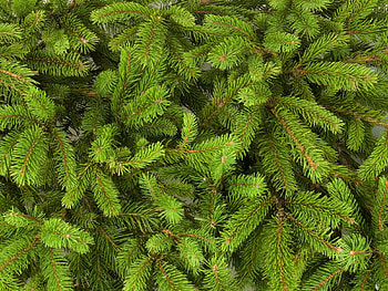 Holidays, New Year, Christmas, Christmas Tree HD wallpaper