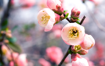 Plants, Flowers HD wallpaper