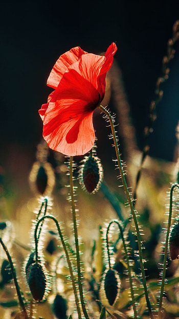 Poppy flower , Blooming landscape, Vibrant blooms, Nature's beauty HD phone wallpaper