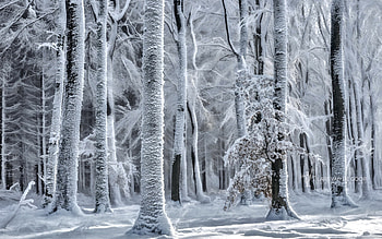 Cold is coming, winter, come, frost, snow, cold, trees, forest, ice HD wallpaper
