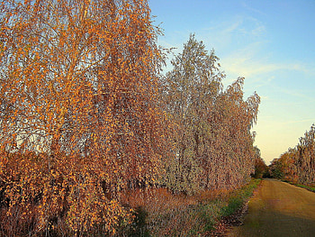 Landscape, Trees, Roads, Autumn HD wallpaper