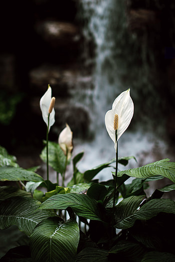 Flowers, Lilies, Plant, Bloom, Flowering HD phone wallpaper