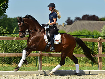 Saddle seat, Equitation HD wallpaper