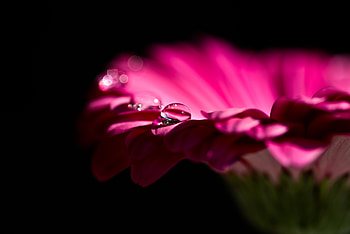 Flower, Macro, Petals, Bud, Drop, Gerbera HD wallpaper
