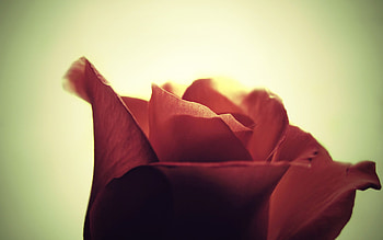 Timid Rose, life, timid-rose, daily, captures, beauty HD wallpaper