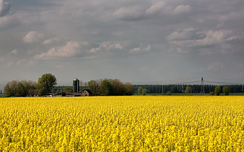 Nature, Flowers, Field, Mainly Cloudy, Overcast, Farm, Agriculture HD wallpaper