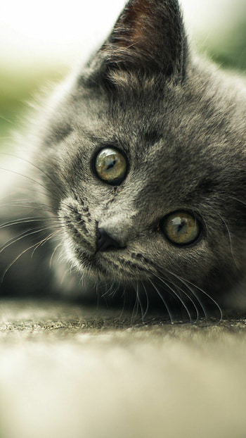 Gray kitten, Android, backgrounds HD phone wallpaper