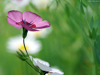 Plants, Flowers HD wallpaper