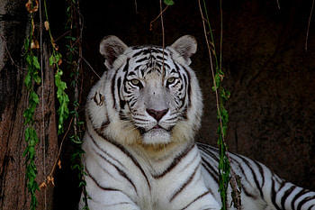 BIG CAT LOUNGING, relaxing, tger, cave, white HD wallpaper