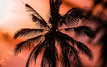 silhouette of a palm tree, evening, sunset, tropical island, crimson sunset, palm leaves, palm tree against the sky, summer travel HD wallpaper