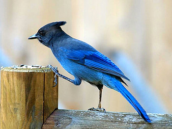 Blue Bird, blue, cool, bird HD wallpaper