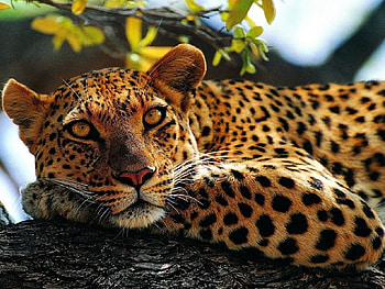 Big Cat, cat, beautiful, big HD wallpaper