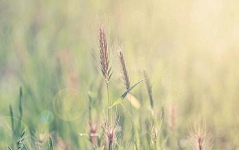 Grass, Macro, Glare, Shine, Light, Ears, Spikes HD wallpaper