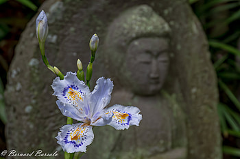 man made, Japan HD wallpaper