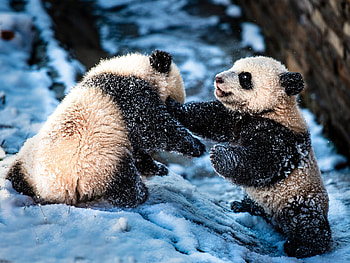 Playful panda cubs, winter, blue, bear, urs, snow, cute, couple, panda HD wallpaper