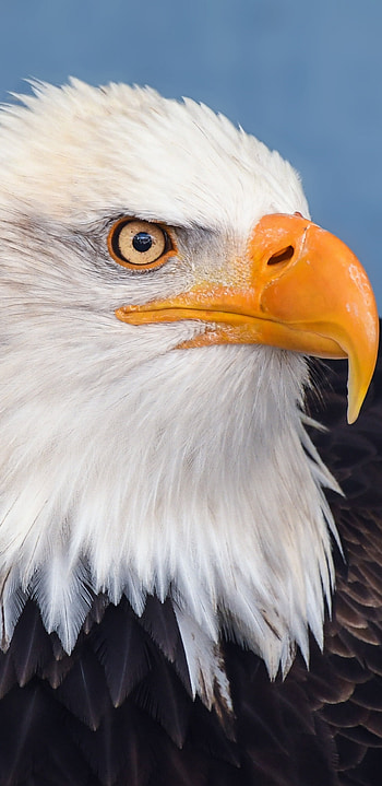 Predator bird's , Samsung Galaxy S8 background, , Impressive capture HD phone wallpaper