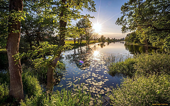 River, trees, sunbeams, sun HD wallpaper