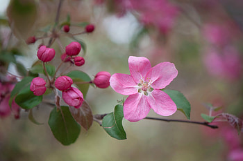 Flower, fruit, leaf, nature HD wallpaper