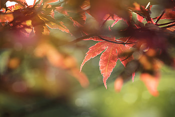 Nature, Leaves, Macro, Focus, Maple HD wallpaper