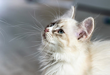 Animals, Cat, Fluffy, Kitty, Kitten, Muzzle, Sight, Opinion HD wallpaper