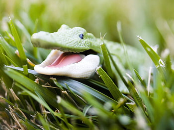 Baby Crocodile, baby, grass, reptiles, crocodile HD wallpaper