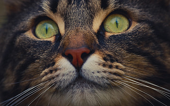 Kitten, animal, skin, eyes, cute, cat, pisica, green, face HD wallpaper