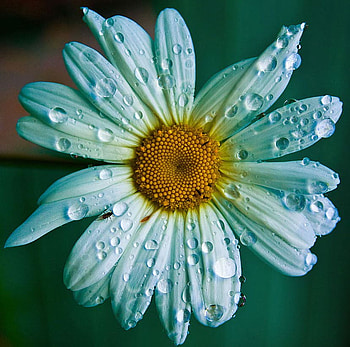 daisy, nature, flowers, nice HD wallpaper