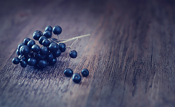 Macro, Berry, Privet HD wallpaper