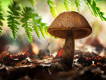 Mushroom, Nature, graphy, Leaves HD wallpaper