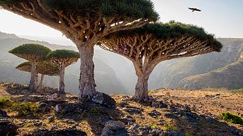 Dragons Blood Trees, Yemen, Impressive flora, Natural beauty HD wallpaper
